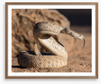 Reptiles / Amphibian