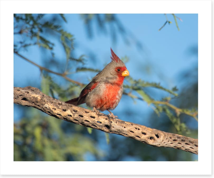 Birds