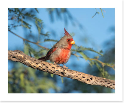 Birds