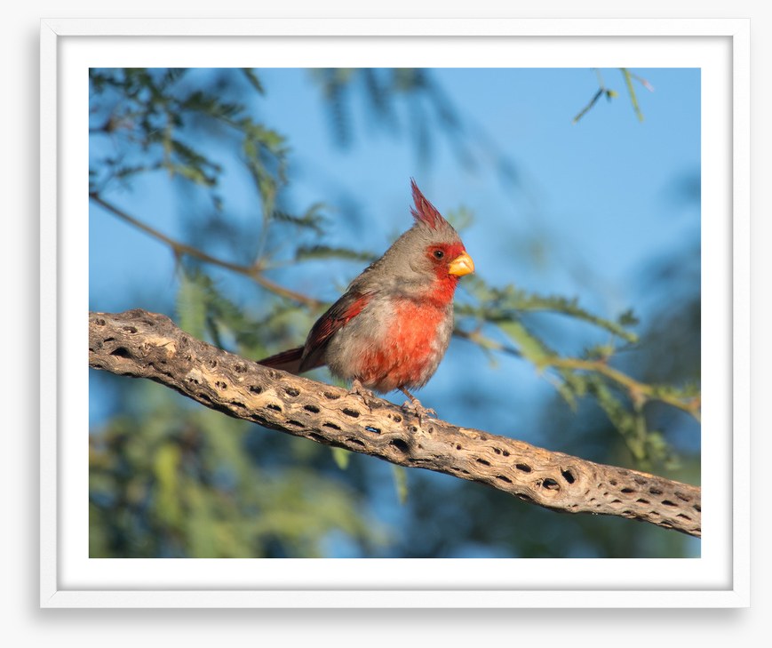 Birds
