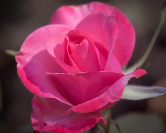 Rose above
