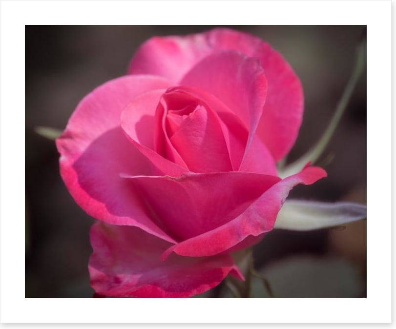 Rose above