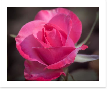 Rose above