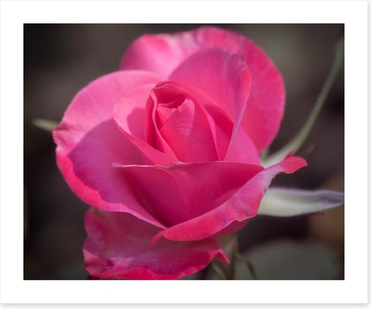 Rose above