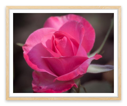 Rose above