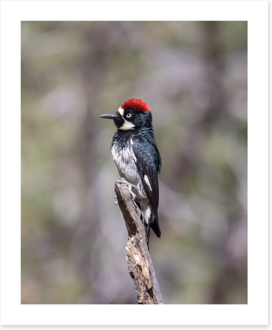 Acorn woodpecker