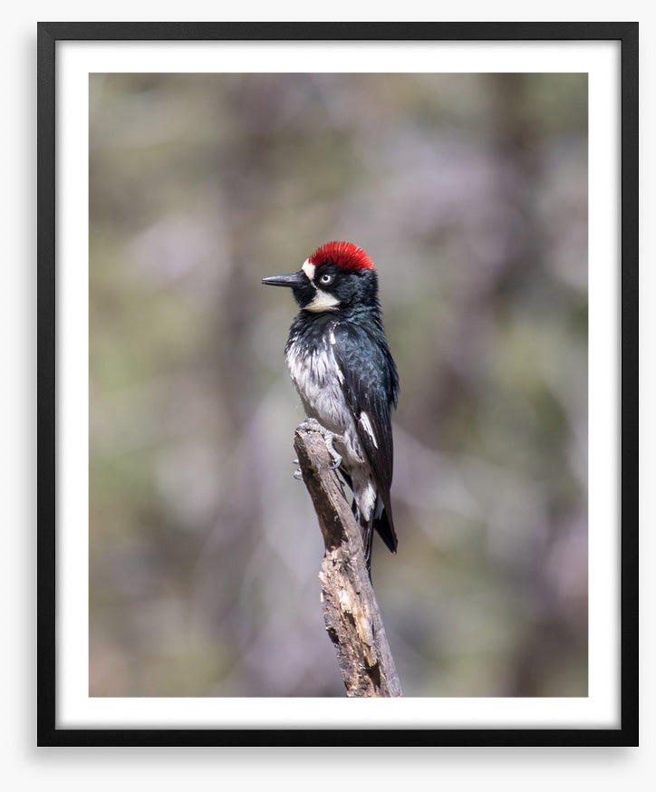 Acorn woodpecker