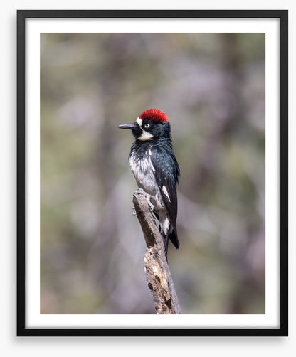 Acorn woodpecker