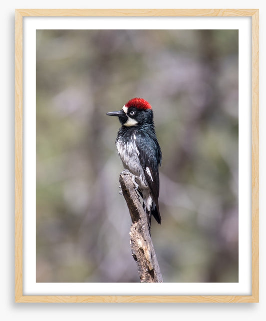 Acorn woodpecker