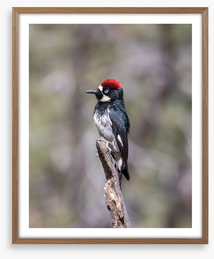 Acorn woodpecker