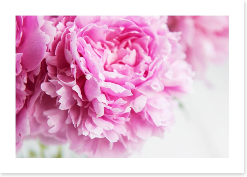 Pink peony petals