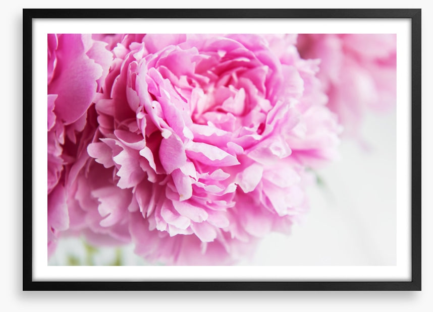 Pink peony petals