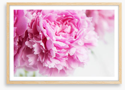 Pink peony petals
