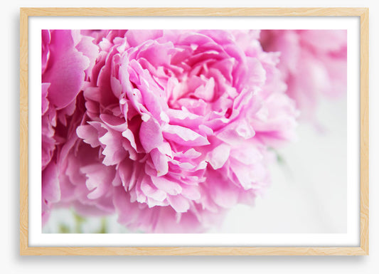 Pink peony petals