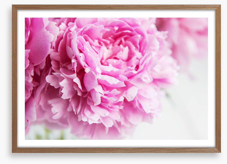 Pink peony petals