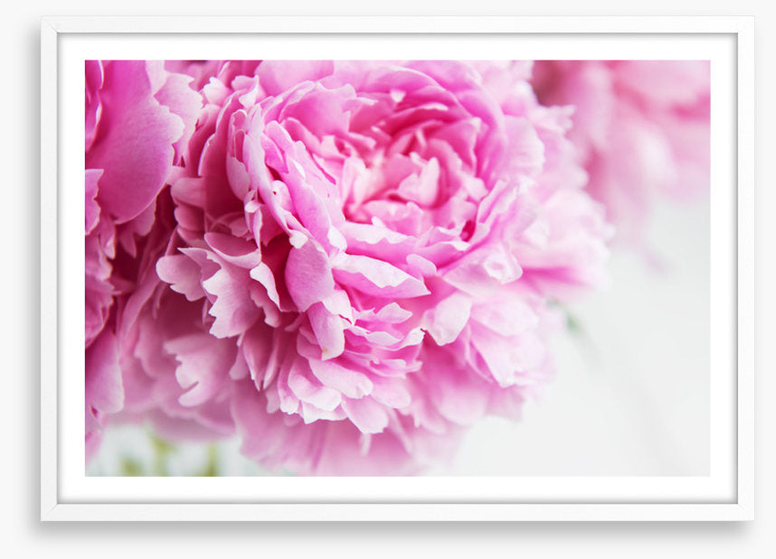 Pink peony petals