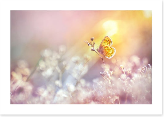 Golden flutter