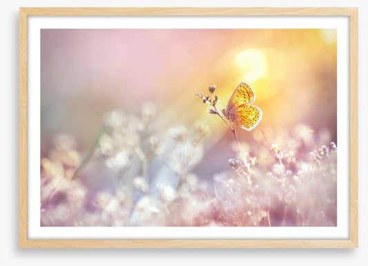 Golden flutter