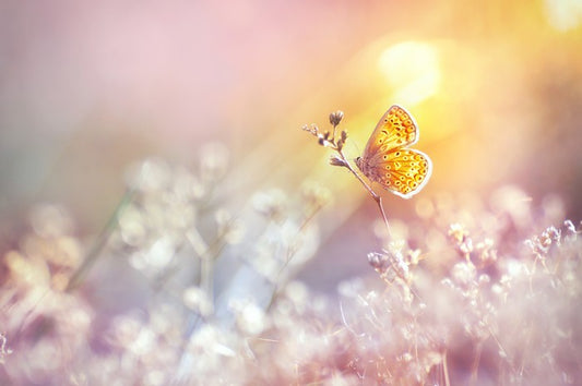 Golden flutter