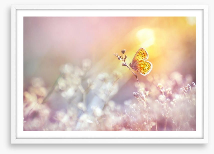 Golden flutter