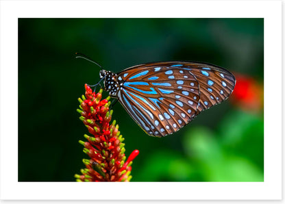 Insects