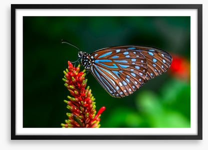 Insects