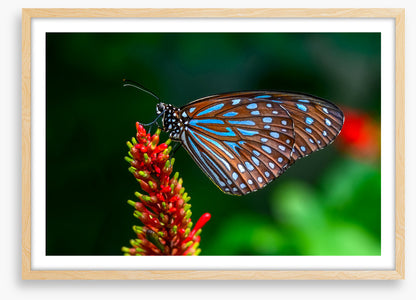 Insects