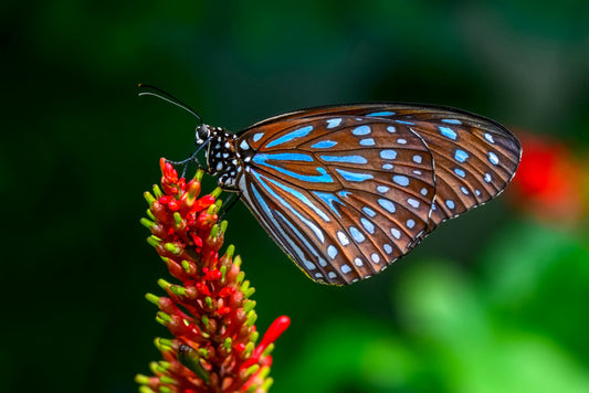 Insects