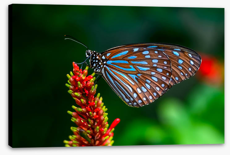 Insects