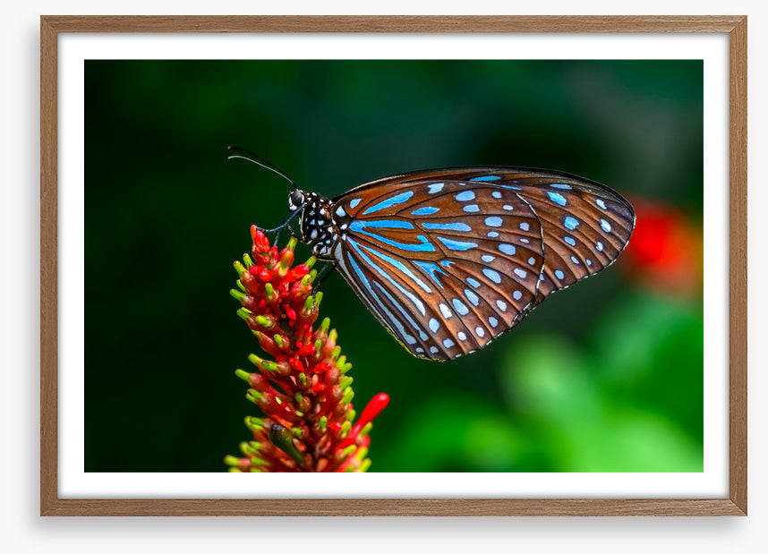 Insects