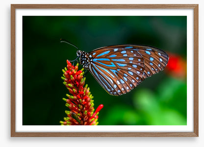 Insects