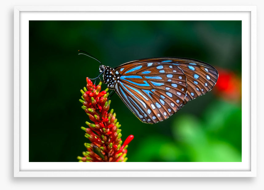 Insects