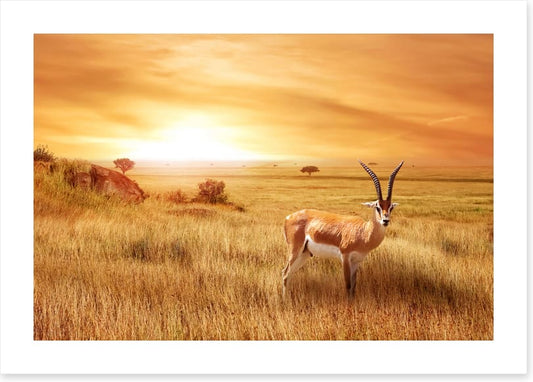 Africa