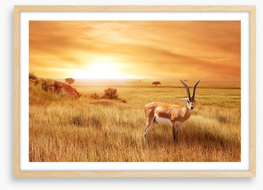 Africa