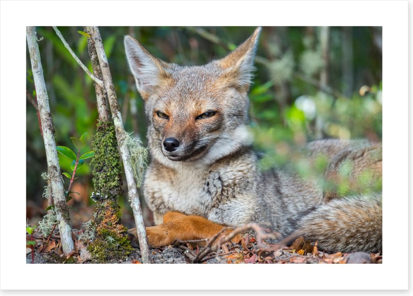 Mammals