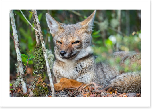 Mammals