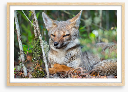 Mammals