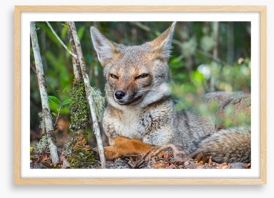 Mammals