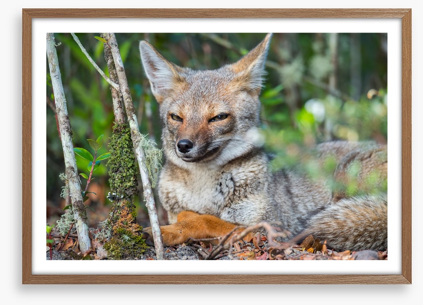 Mammals