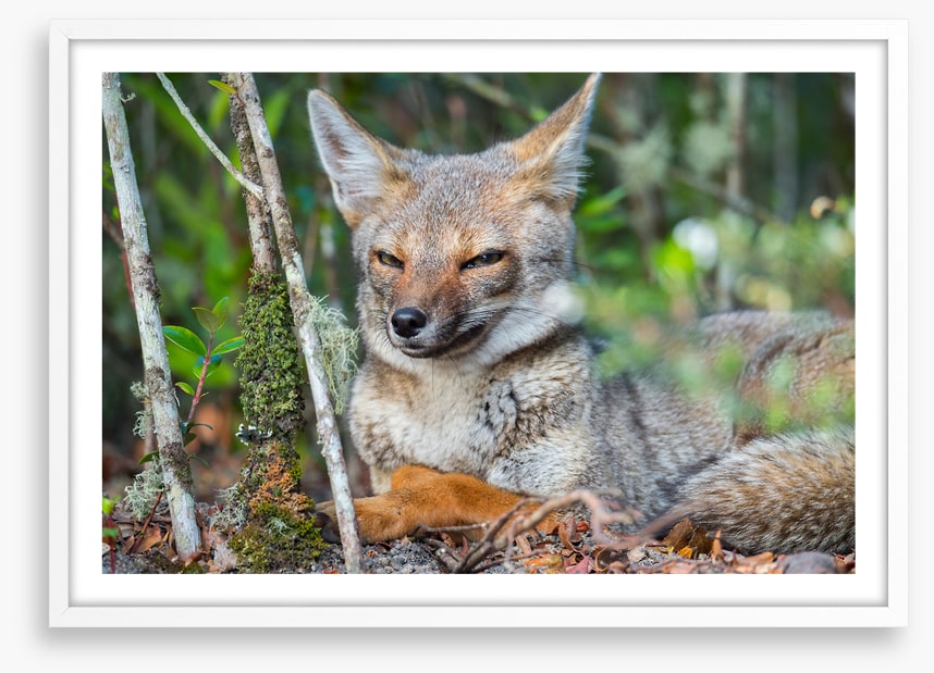 Mammals