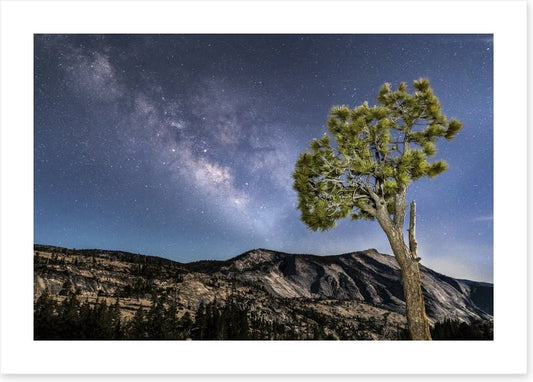 Trees