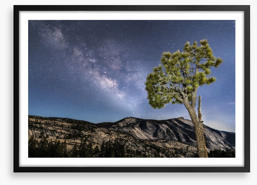 Trees