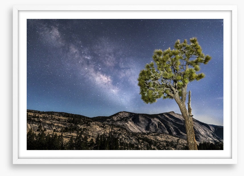 Trees