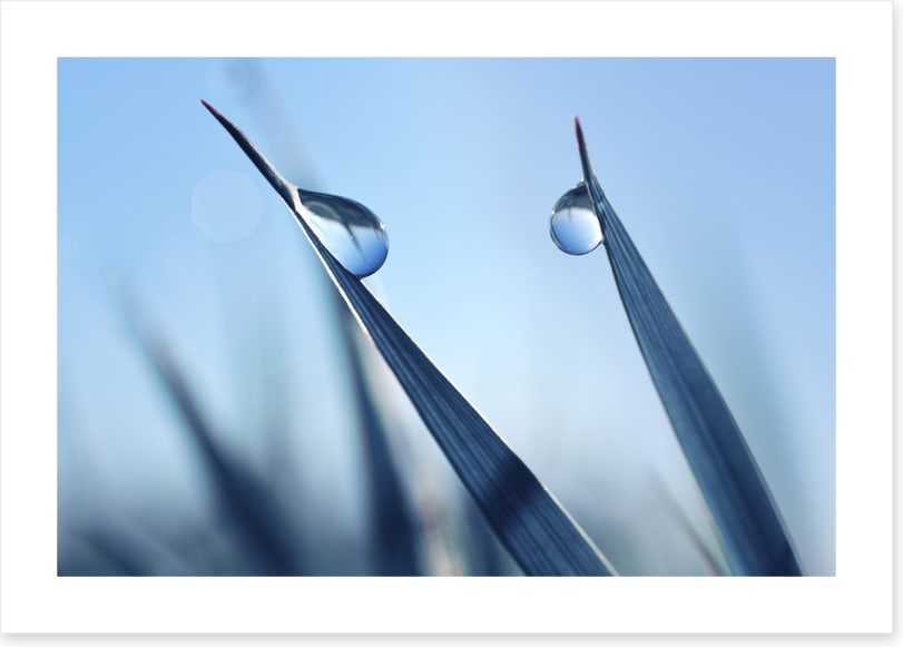 Dewy blues