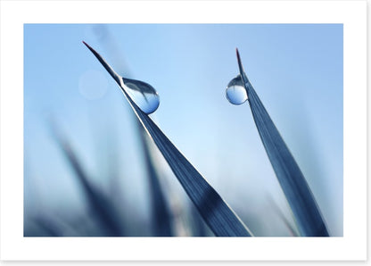Dewy blues