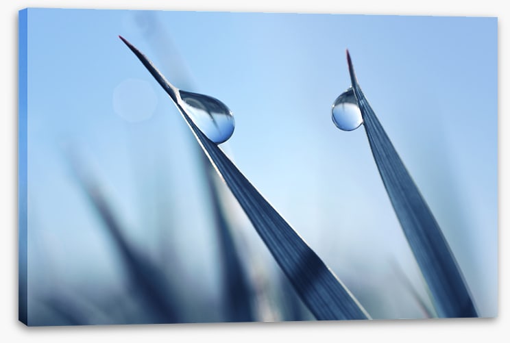 Dewy blues