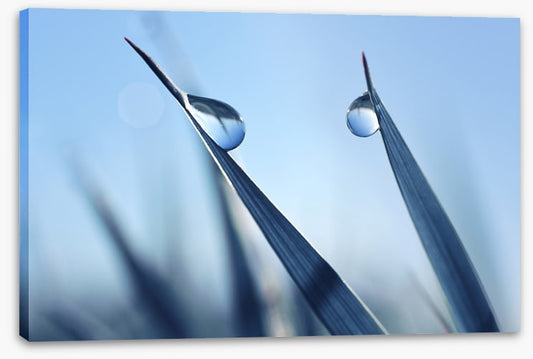 Dewy blues