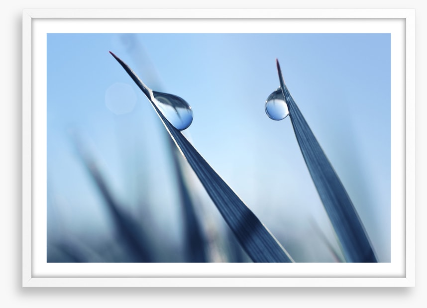 Dewy blues