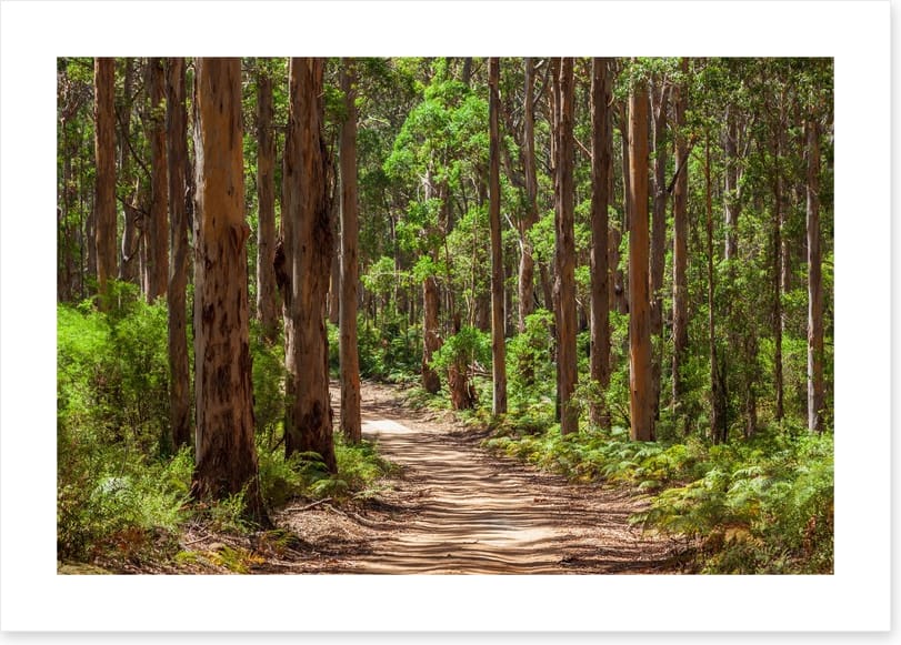 Karri forest trail