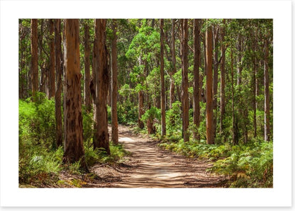 Karri forest trail